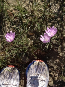 Flowers and running shoes